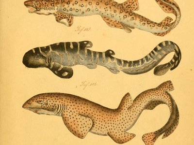 Zebra Catshark
