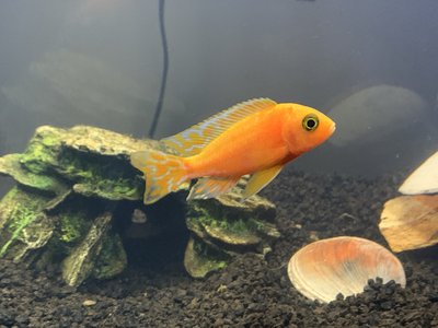 Zebra Cichlid