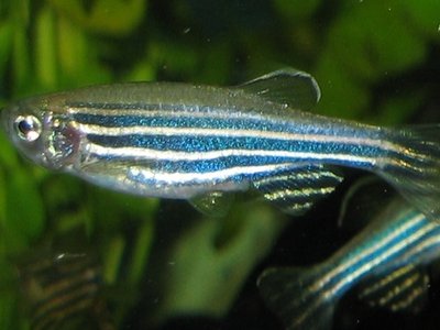Zebra Danio
