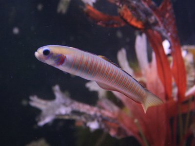 Zebra Dartfish