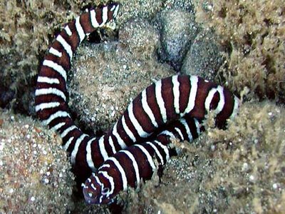 Zebra Eel