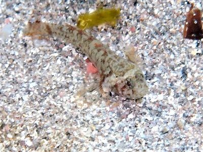 Zebra Goby