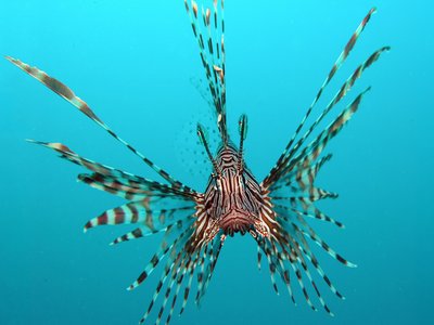 Zebra Lionfish