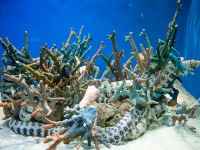 Zebra Moray Eel