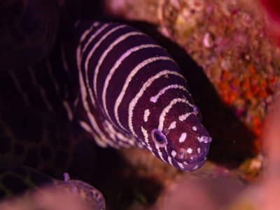 Zebra Moray