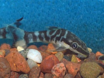Zebra Oto