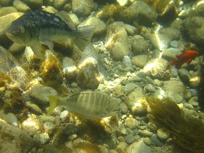 Zebra Perch