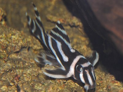 Zebra Pleco