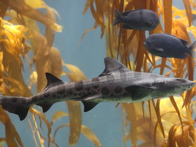 Zebra Shark