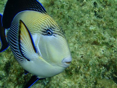 Zebra Surgeonfish