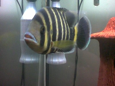 Zebra Tilapia