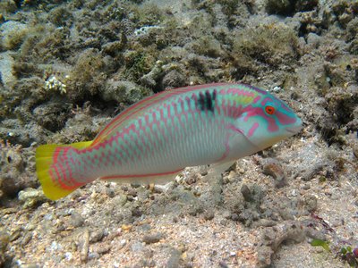 Zigzag Wrasse