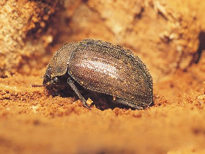 Aesalus Stag Beetle