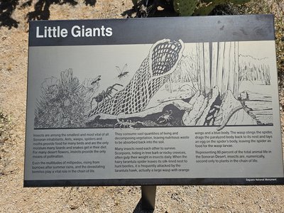 Arizona Giant Bark Scorpion