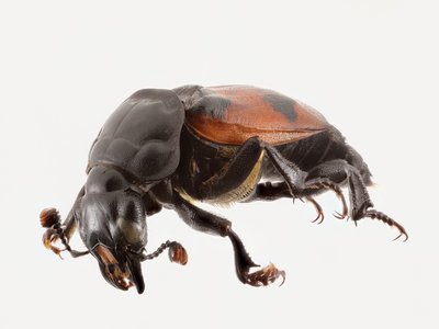 Brightly Colored Beetle