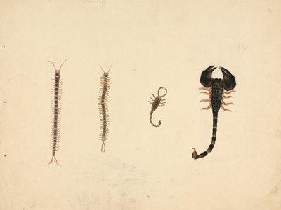 Centipede Scorpion