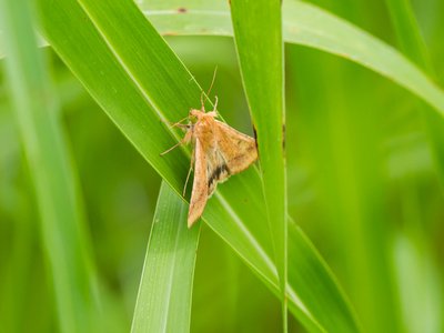 Corn Earworm Moth