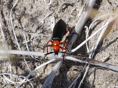 Desert Blister Beetle