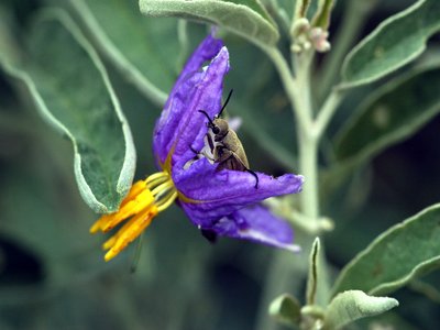 Leaf Blister Beetle