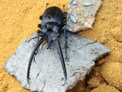 Lucanus stag beetle