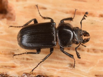 Platycerus Stag Beetle