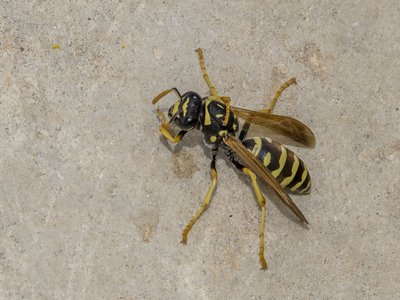 Polistes Paper Wasp
