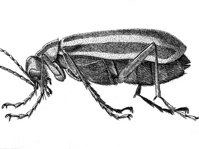 Striped Blister Beetle