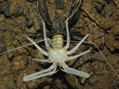 Tailless Whip Scorpion