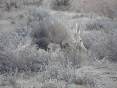 Aardvark