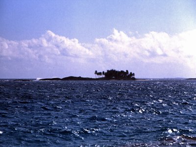 Abaco Parrot
