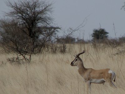 Abyssinian Gazelle