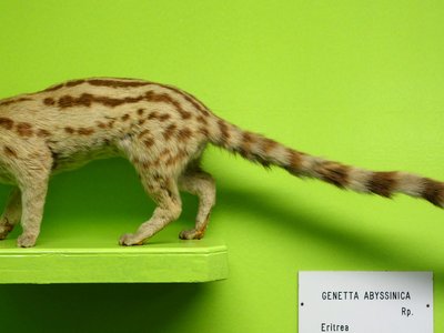 Abyssinian Genet