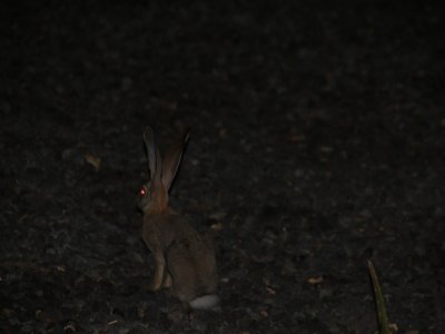 Abyssinian Hare