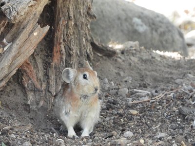 Afghan Pika