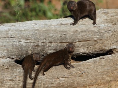 African Dwarf Mongoose