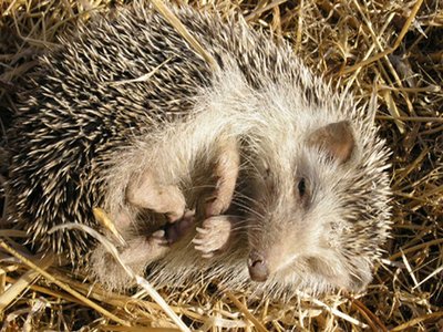 African Hedgehog