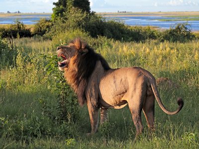 African Lion