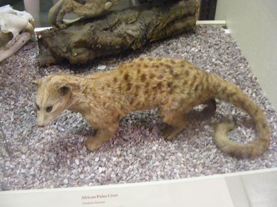 African Palm Civet