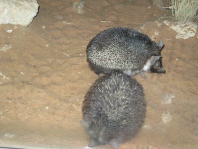 African Pygmy Hedgehog