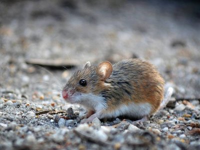 African Pygmy Mouse