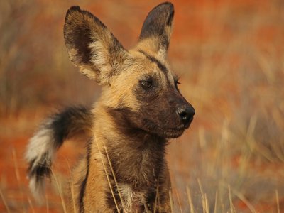 African Wild Dog