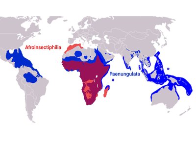 Afrotheria