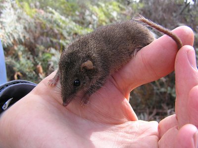 Agile Antechinus