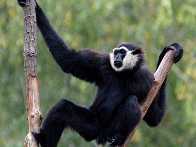 Agile Gibbon