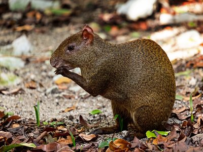 Agouti
