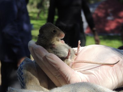 Akodon Mouse