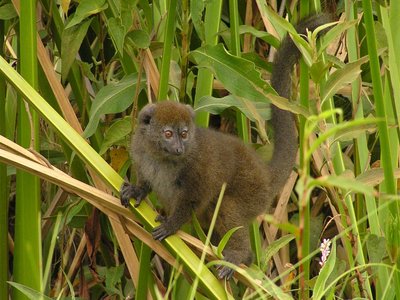 Alaotra Gentle Lemur