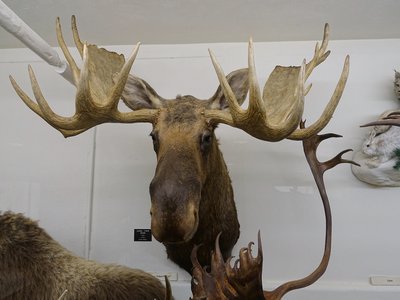 Alaska Moose