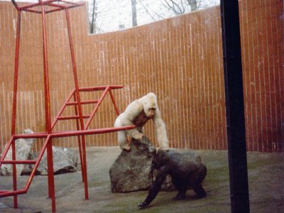 Albino Gorilla