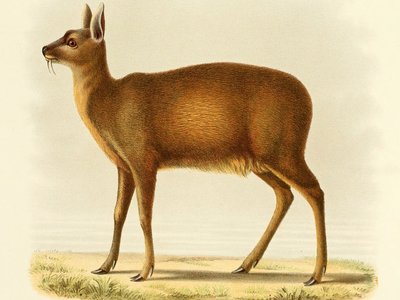 Alpine Musk Deer